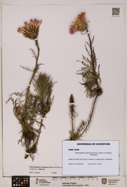 Plectocephalus chilensis [Espécimen: ]