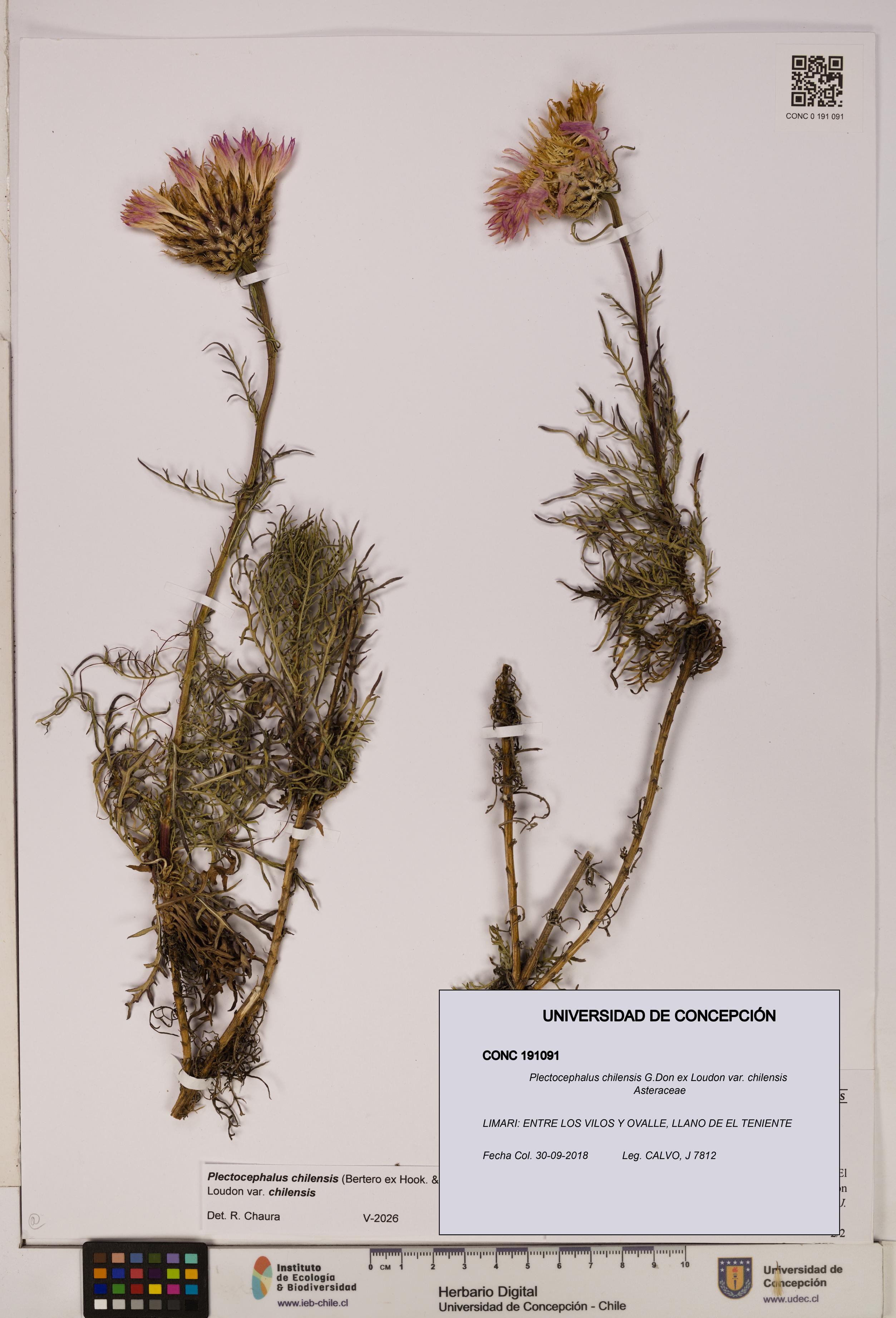 Plectocephalus chilensis [Espécimen: ]