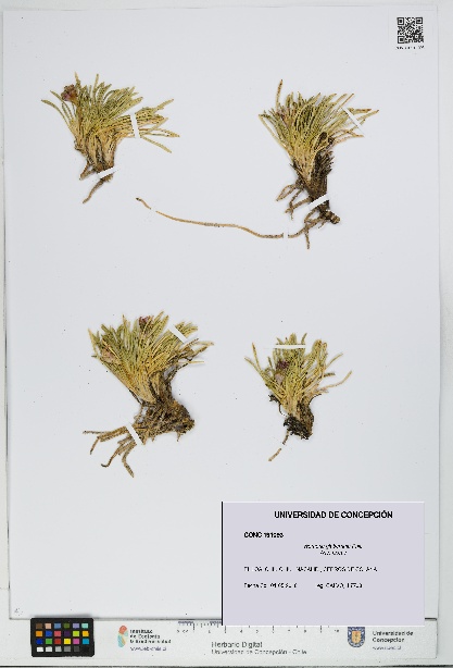 Werneria glaberrima [Espécimen: UDEC:CONC:0191093]