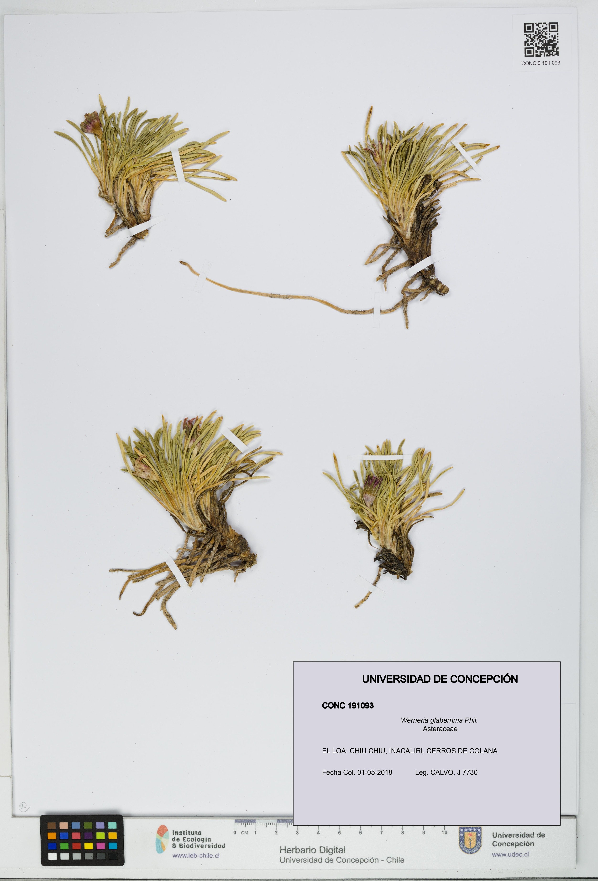 Werneria glaberrima [Espécimen: UDEC:CONC:0191093]