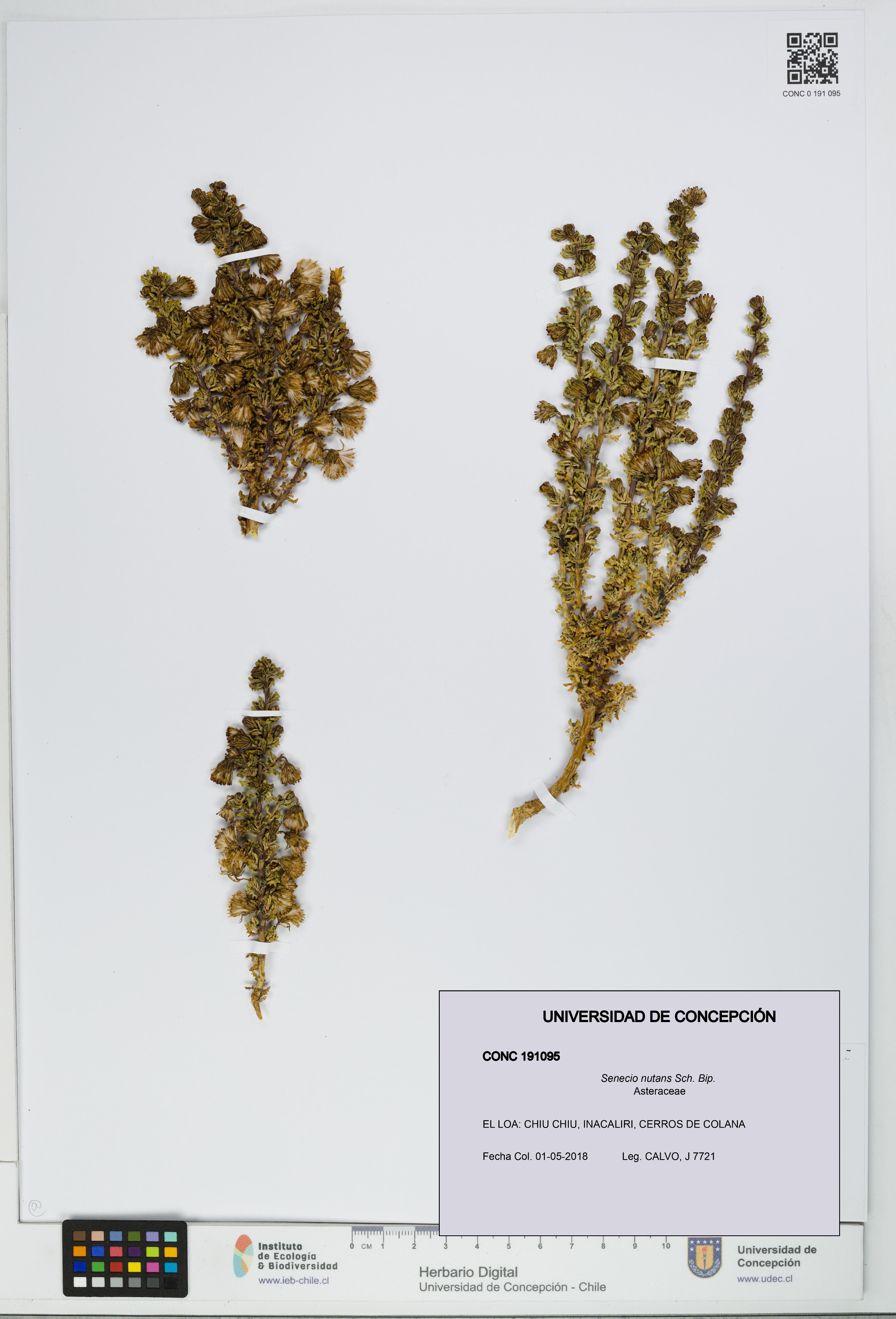 Senecio nutans [Espécimen: UDEC:CONC:0191095]