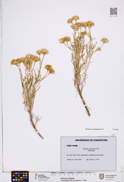 Senecio volckmannii [Espécimen: ]