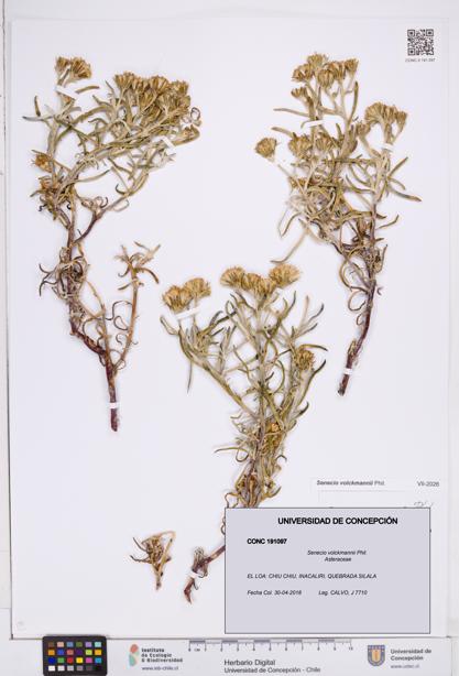 Senecio volckmannii [Espécimen: ]