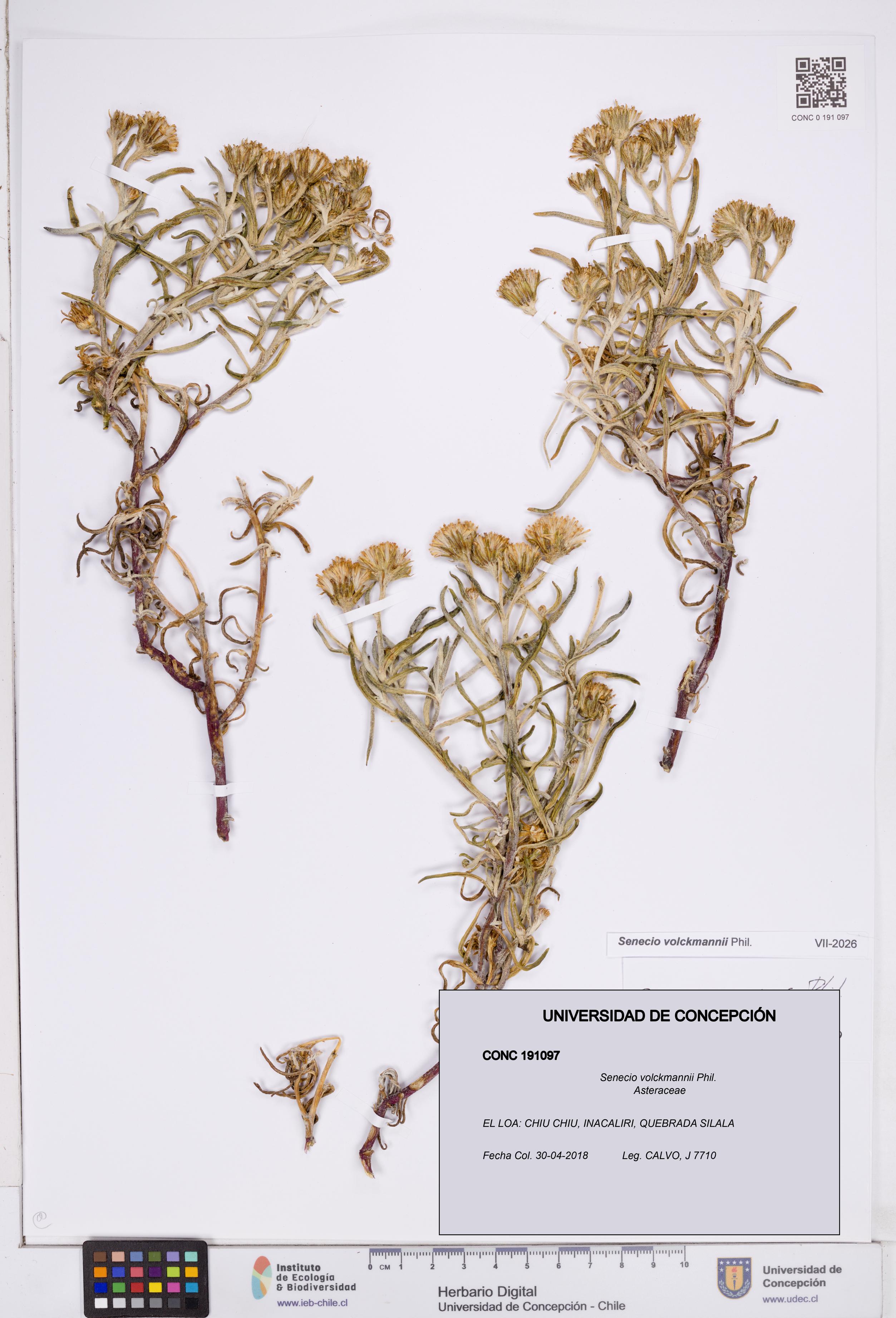 Senecio volckmannii [Espécimen: ]