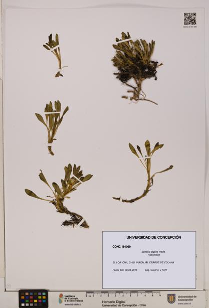 Senecio algens [Espécimen: UDEC:CONC:0191099]