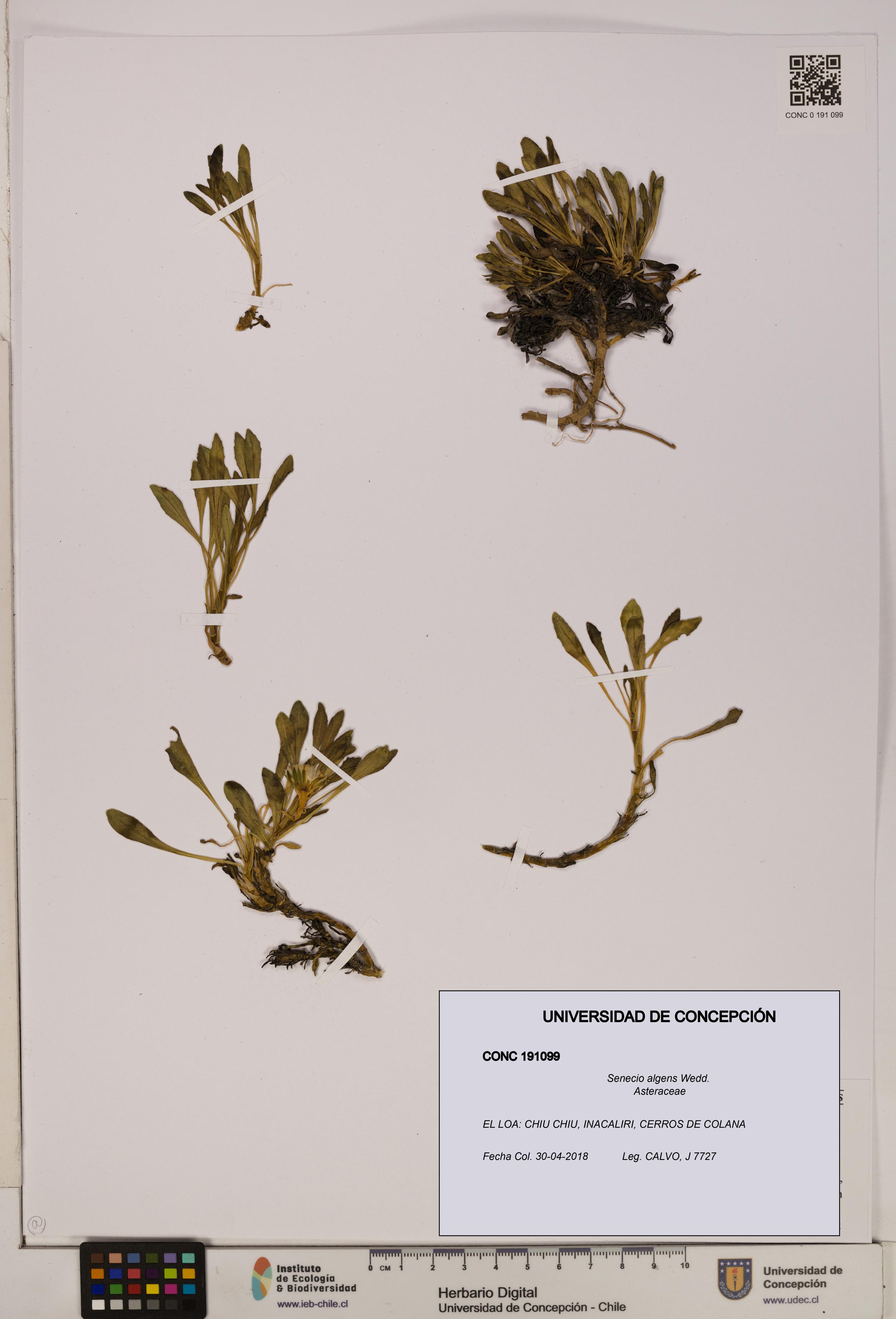 Senecio algens [Espécimen: UDEC:CONC:0191099]