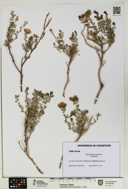 Chersodoma candida [Espécimen: UDEC:CONC:0191102]