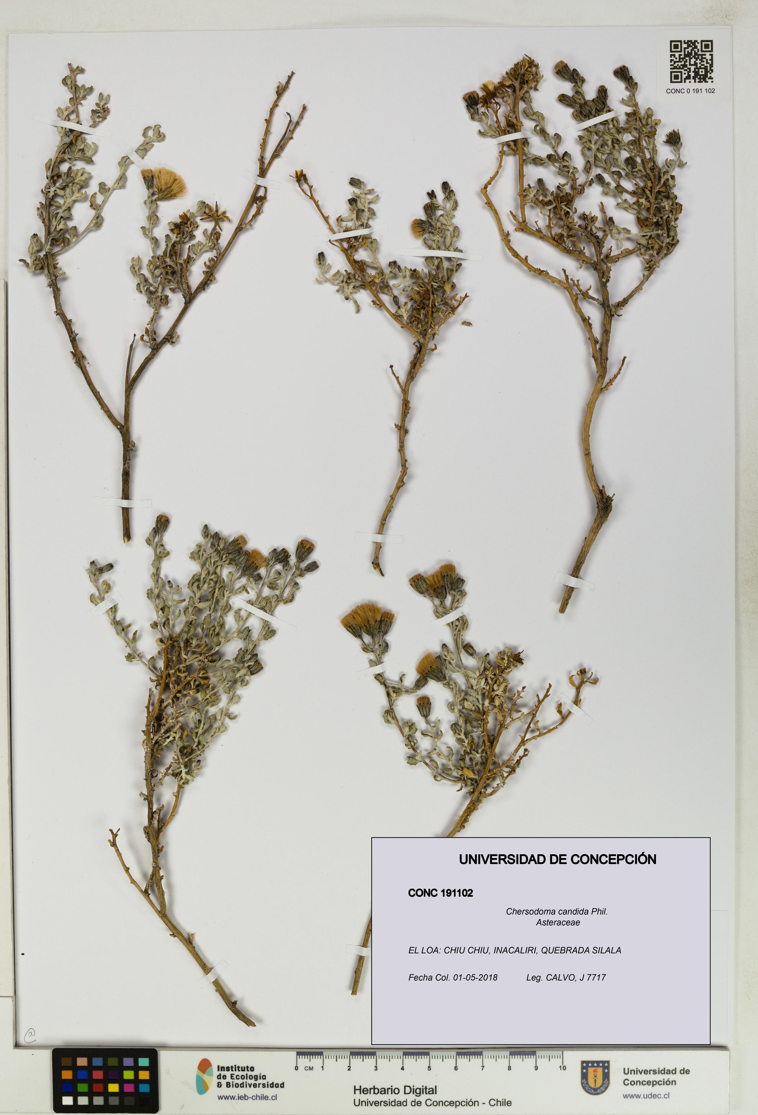 Chersodoma candida [Espécimen: UDEC:CONC:0191102]