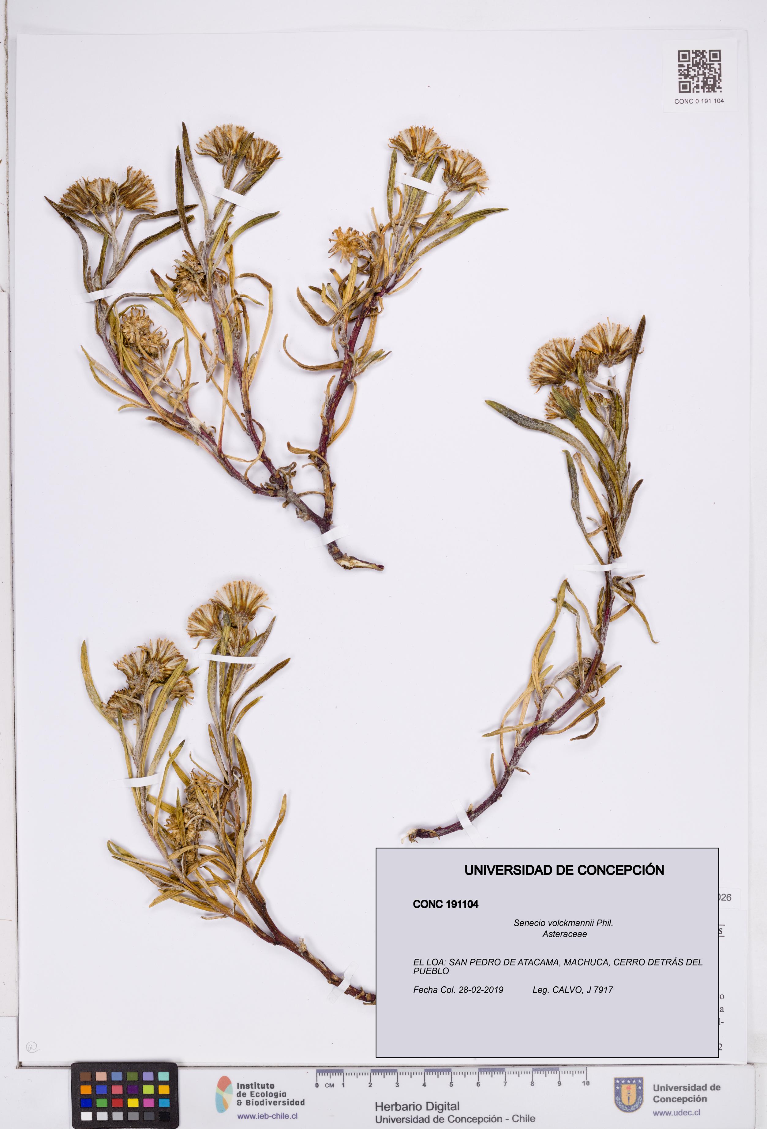 Senecio volckmannii [Espécimen: ]