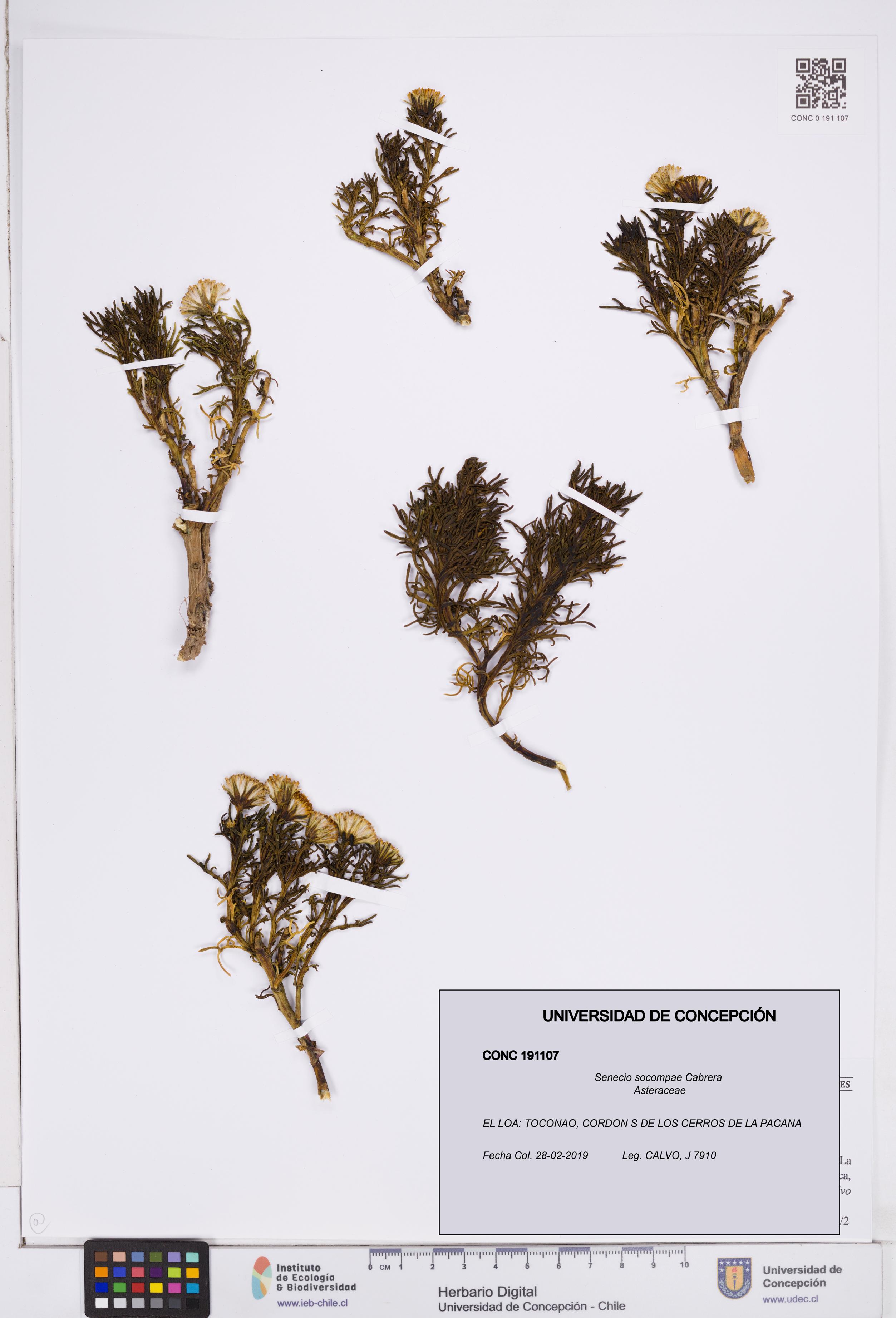 Senecio socompae [Espécimen: ]