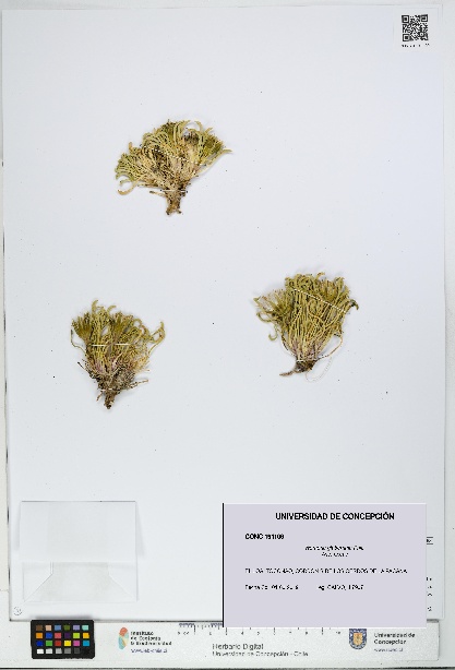 Werneria glaberrima [Espécimen: UDEC:CONC:0191109]