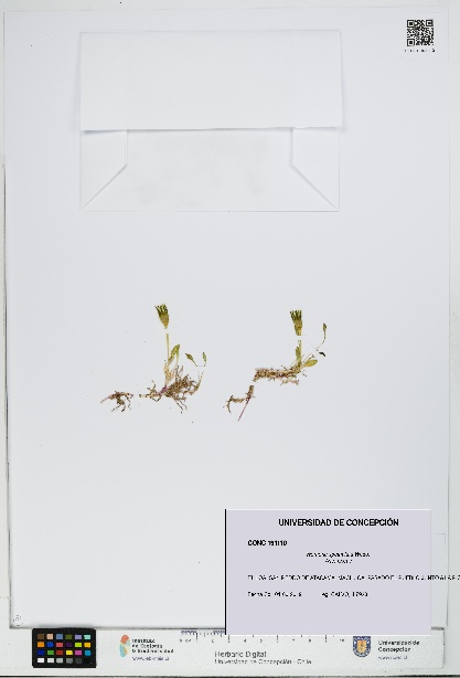 Werneria spathulata [Espécimen: UDEC:CONC:0191110]