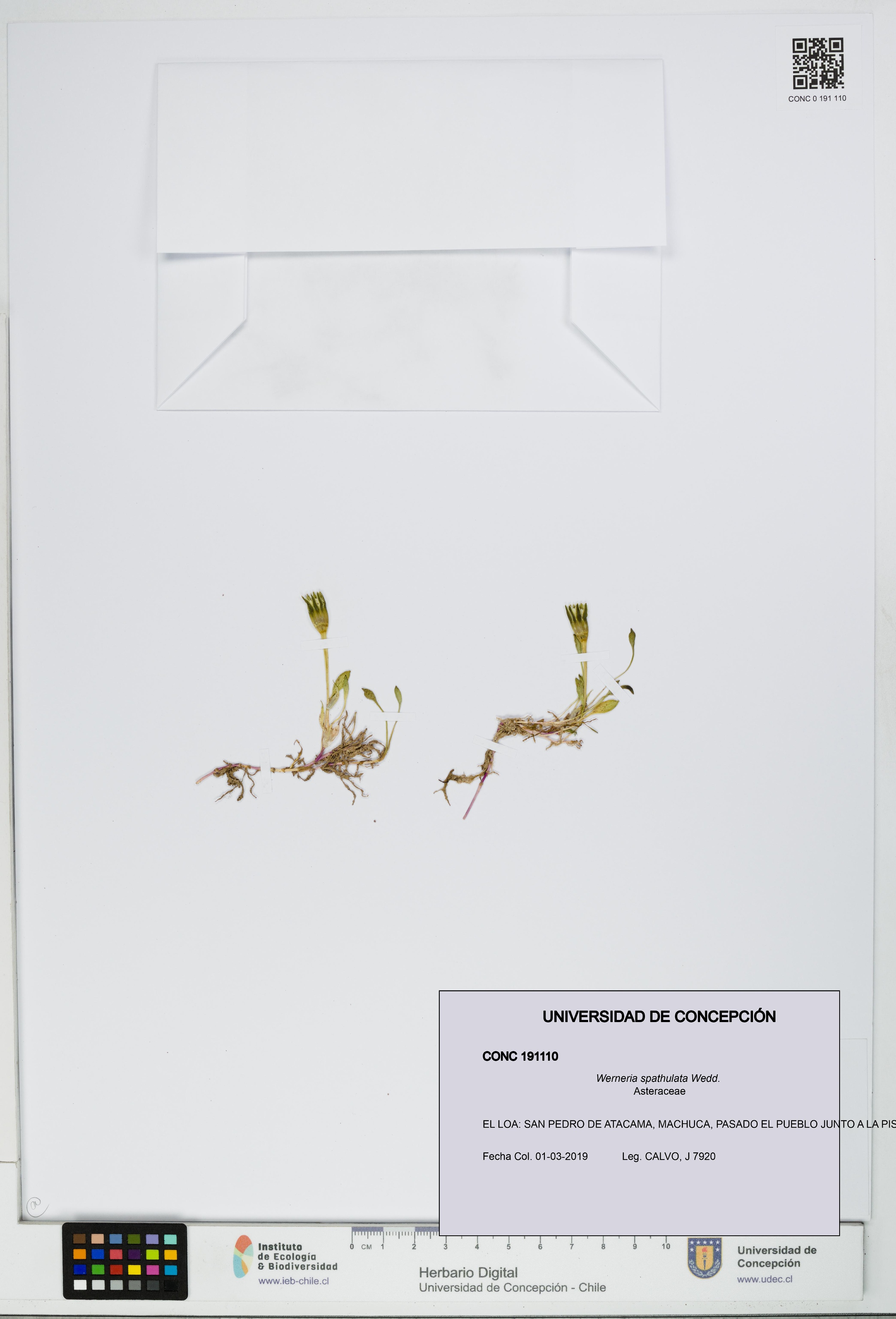 Werneria spathulata [Espécimen: UDEC:CONC:0191110]