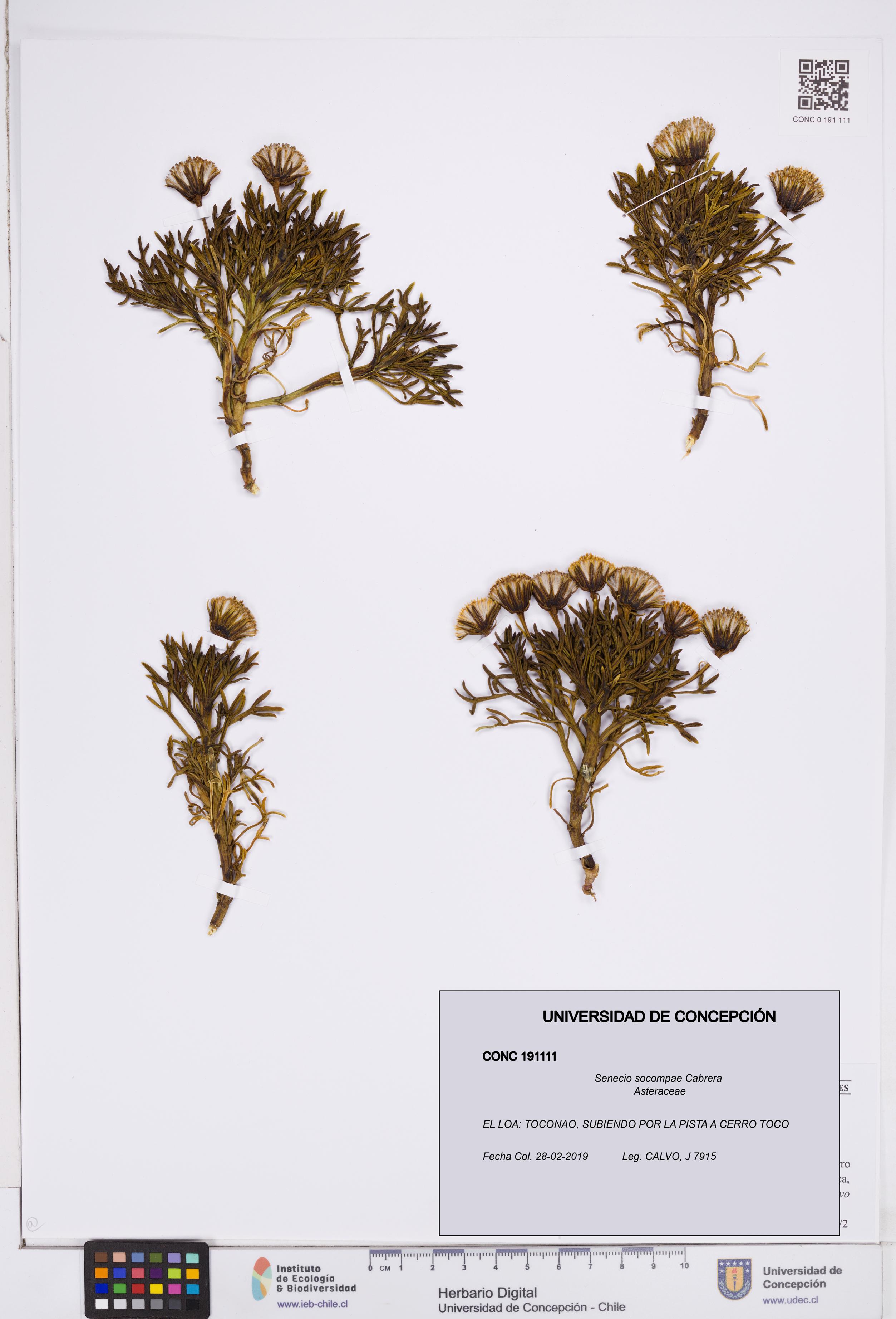 Senecio socompae [Espécimen: ]