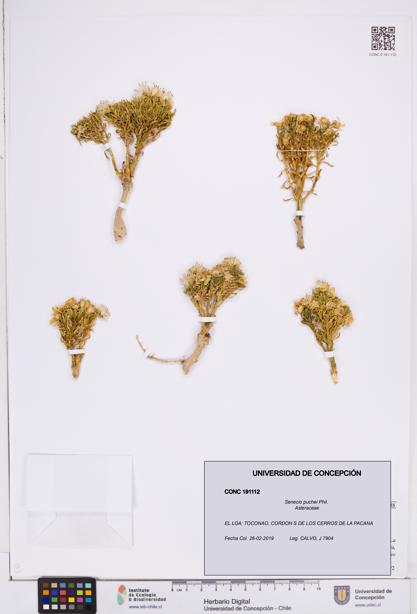 Senecio puchei [Espécimen: ]