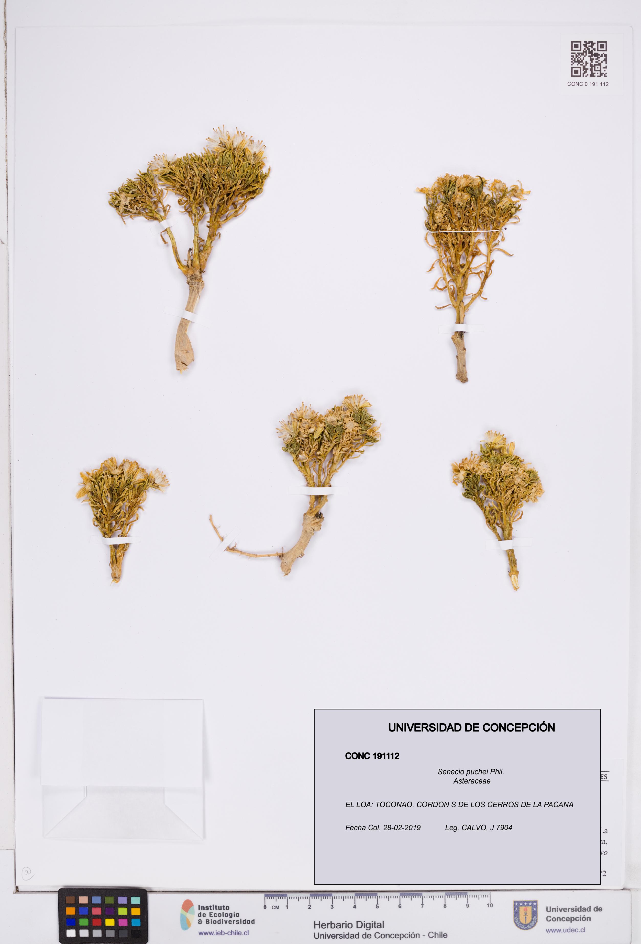Senecio puchei [Espécimen: ]