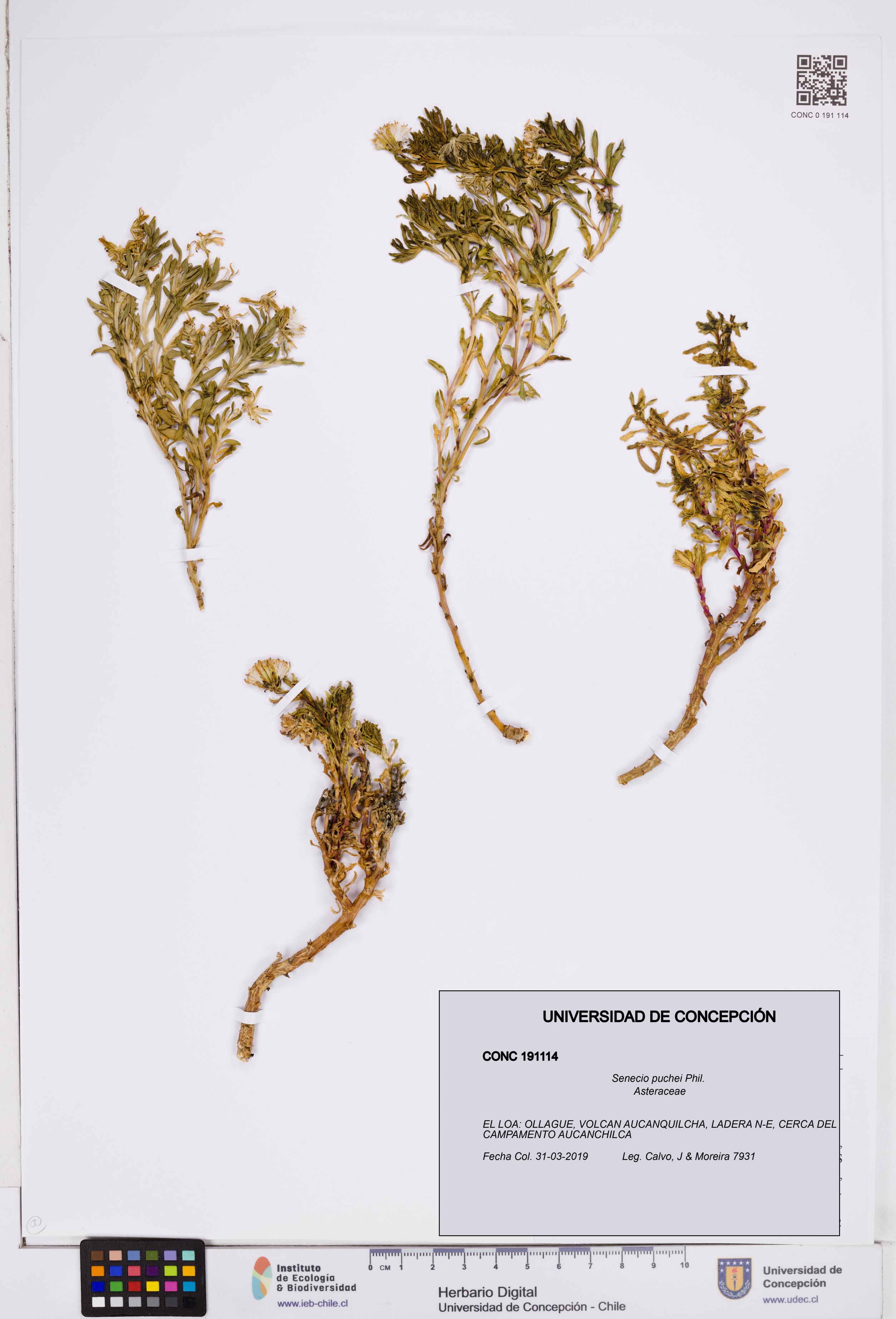 Senecio puchei [Espécimen: ]