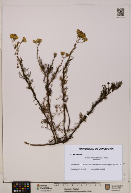 Senecio anthemidiphyllus [Espécimen: UDEC:CONC:0191124]