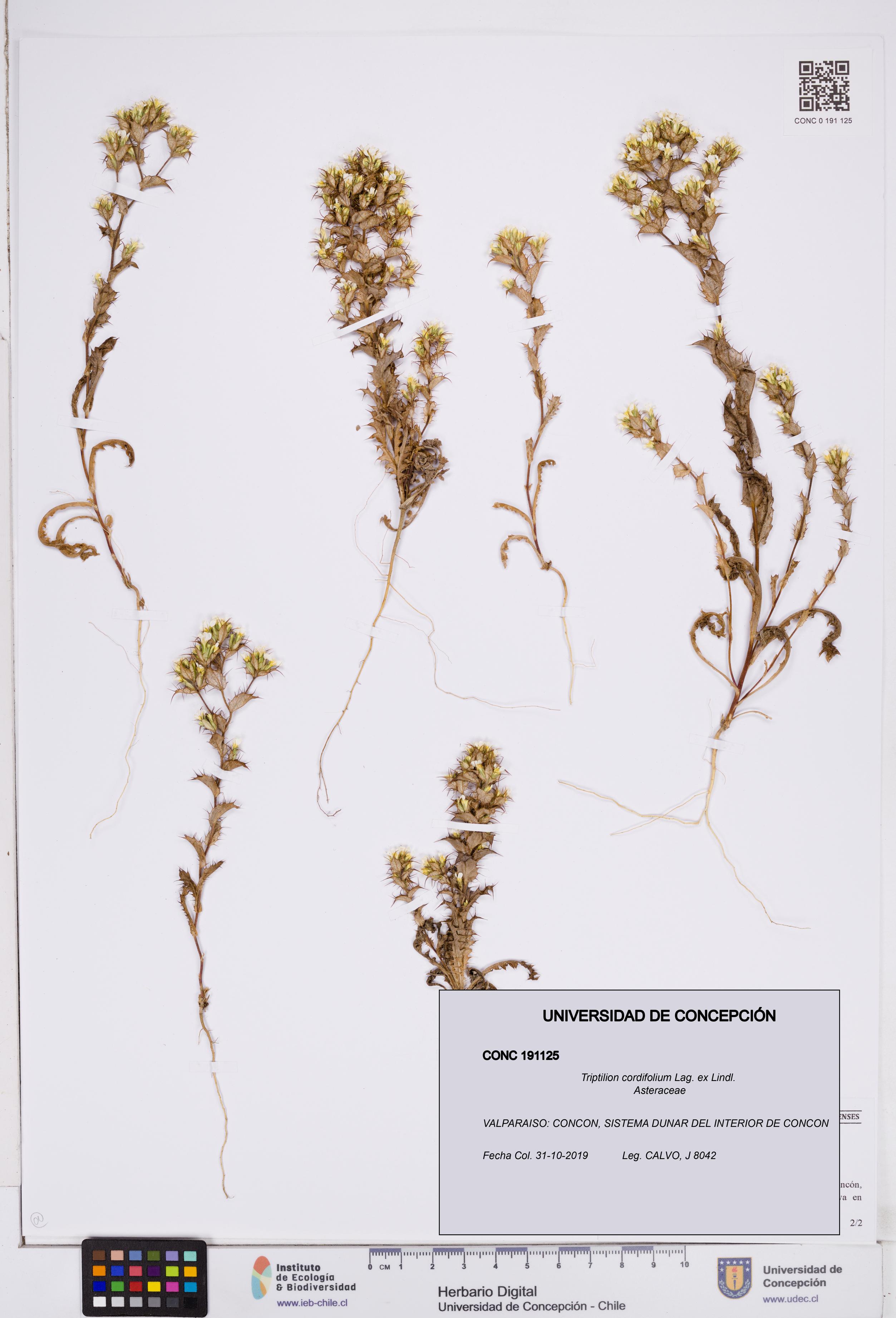 Triptilion cordifolium [Espécimen: ]