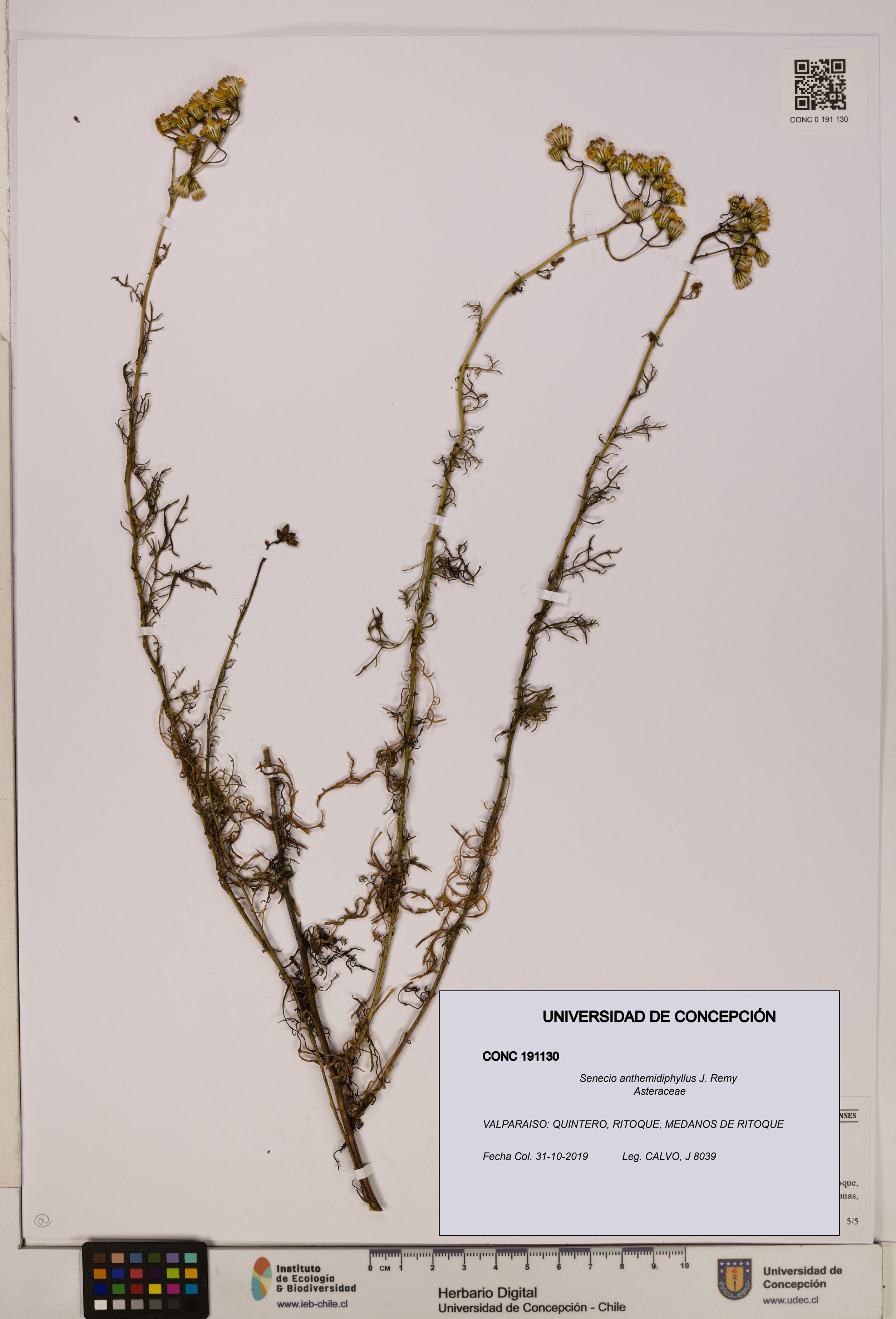Senecio anthemidiphyllus [Espécimen: UDEC:CONC:0191130]
