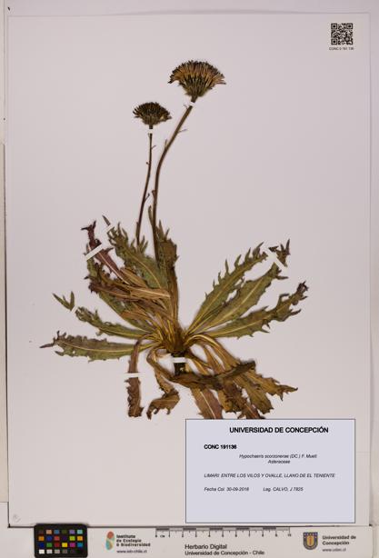 Hypochaeris scorzonerae [Espécimen: UDEC:CONC:0191136]