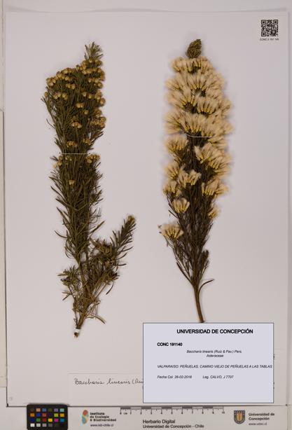 Baccharis linearis [Espécimen: UDEC:CONC:0191140]
