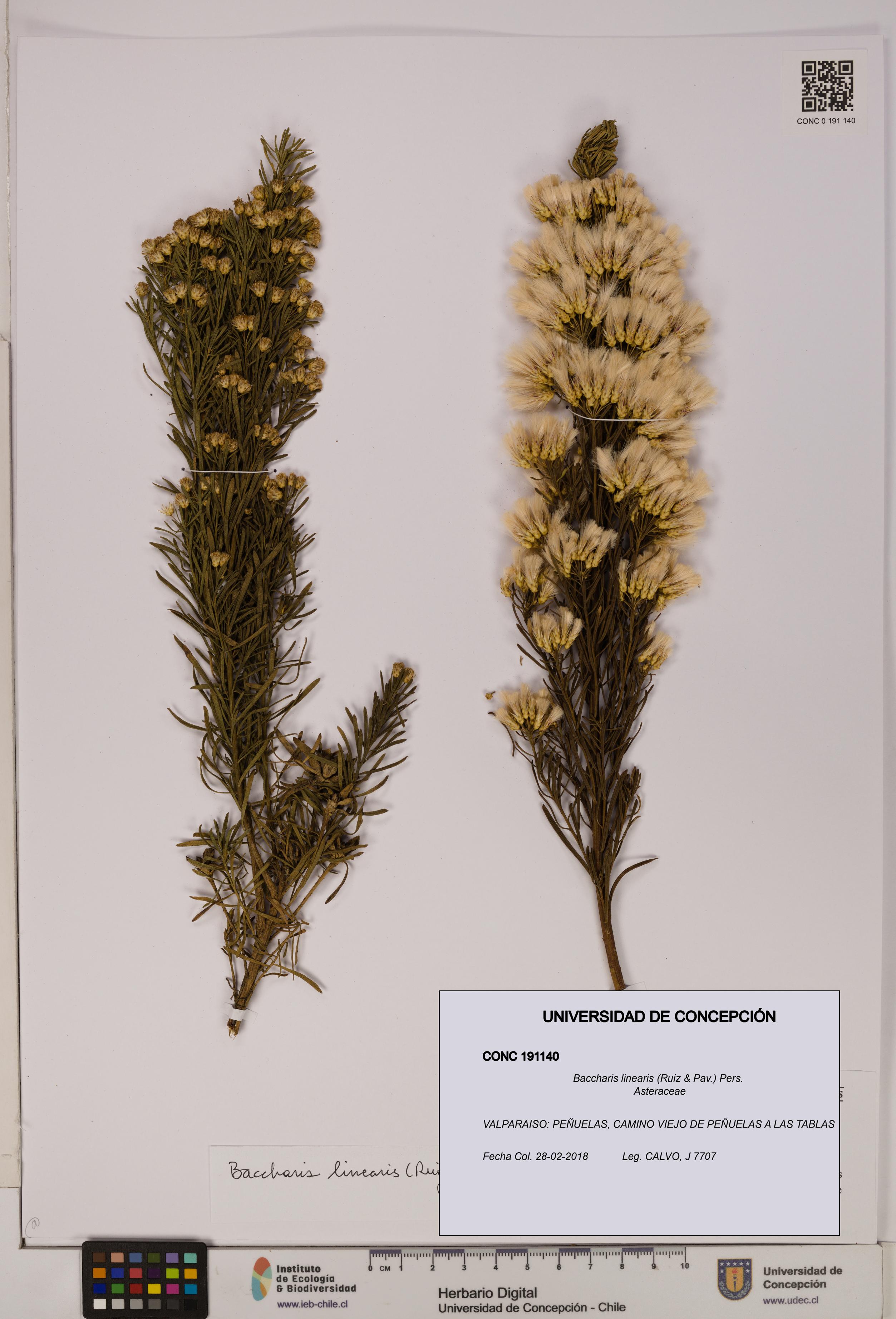 Baccharis linearis [Espécimen: UDEC:CONC:0191140]