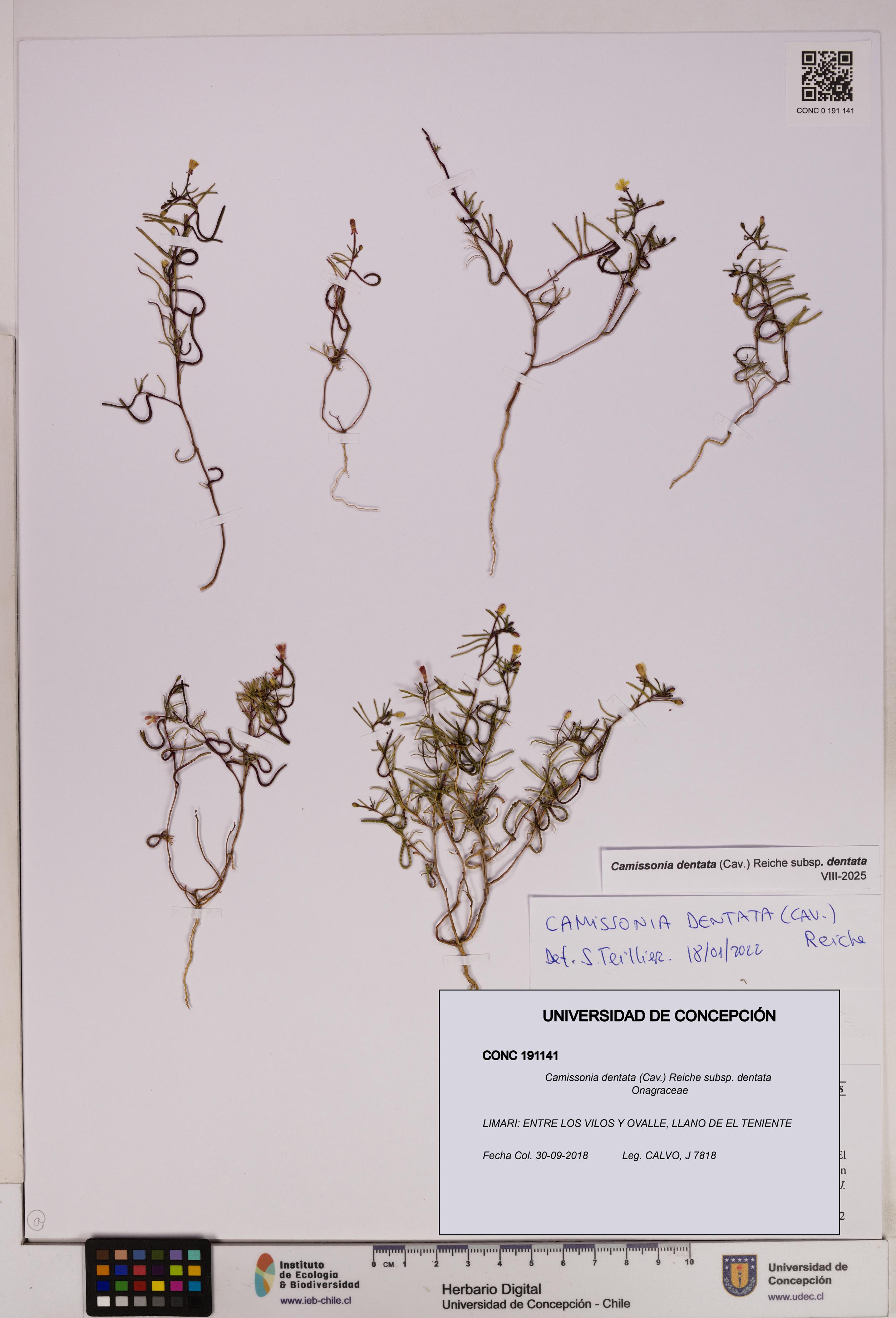 Camissonia dentata [Espécimen: UDEC:CONC:0191141]