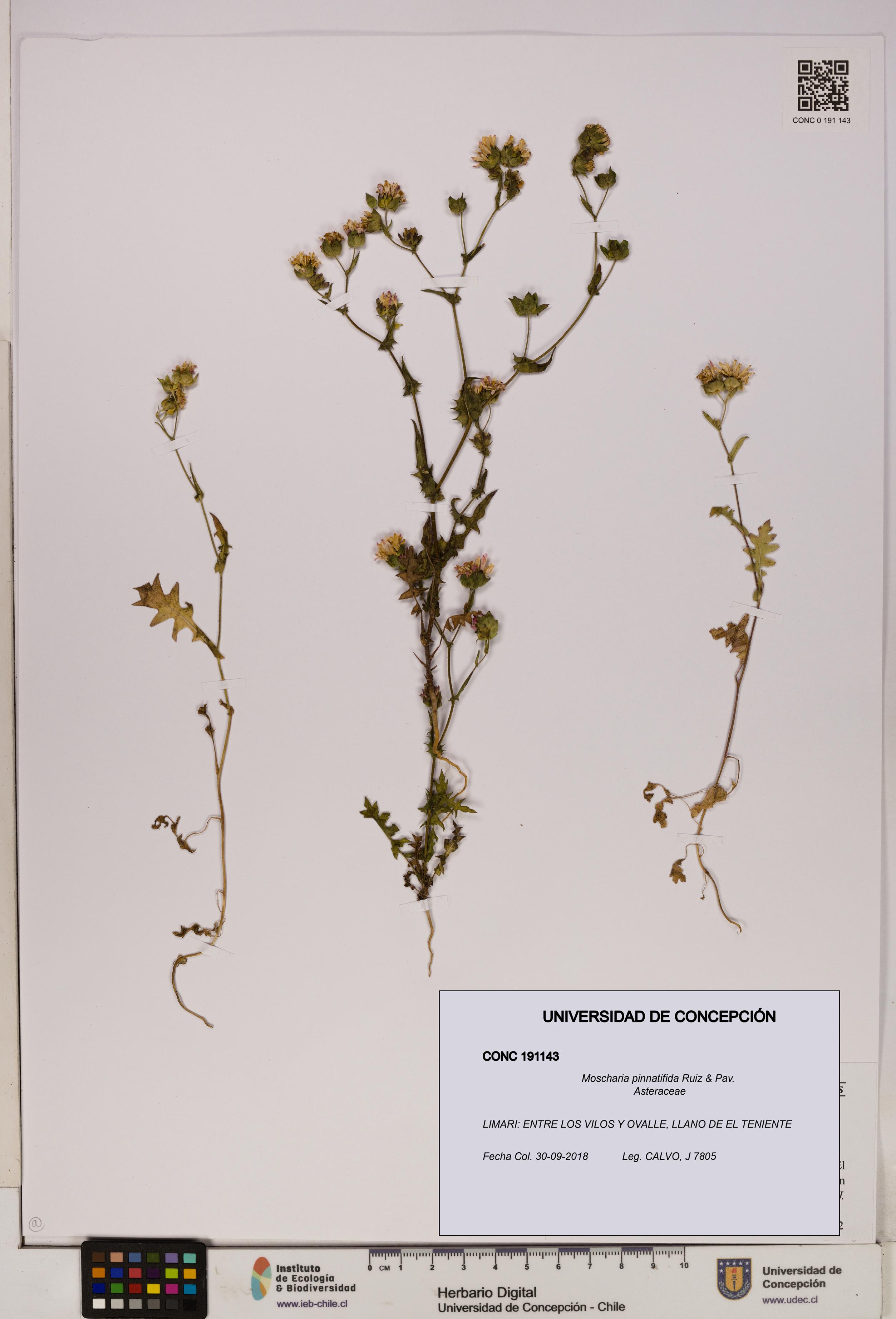 Moscharia pinnatifida [Espécimen: UDEC:CONC:0191143]