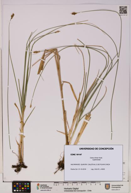 Carex divisa [Espécimen: UDEC:CONC:0191147]