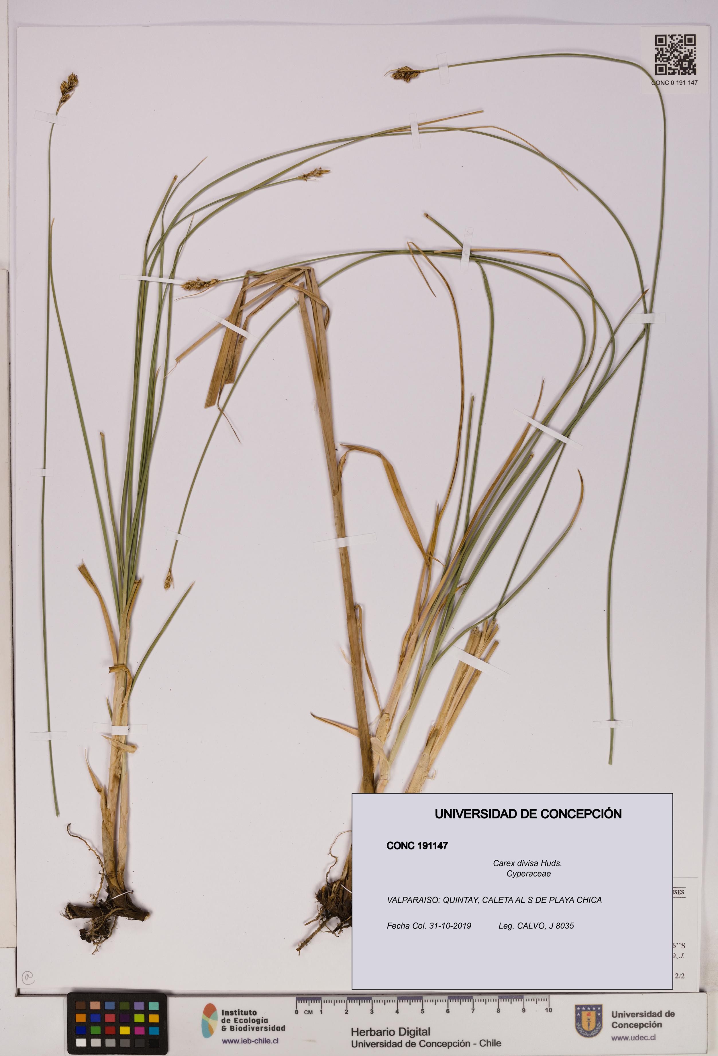 Carex divisa [Espécimen: UDEC:CONC:0191147]