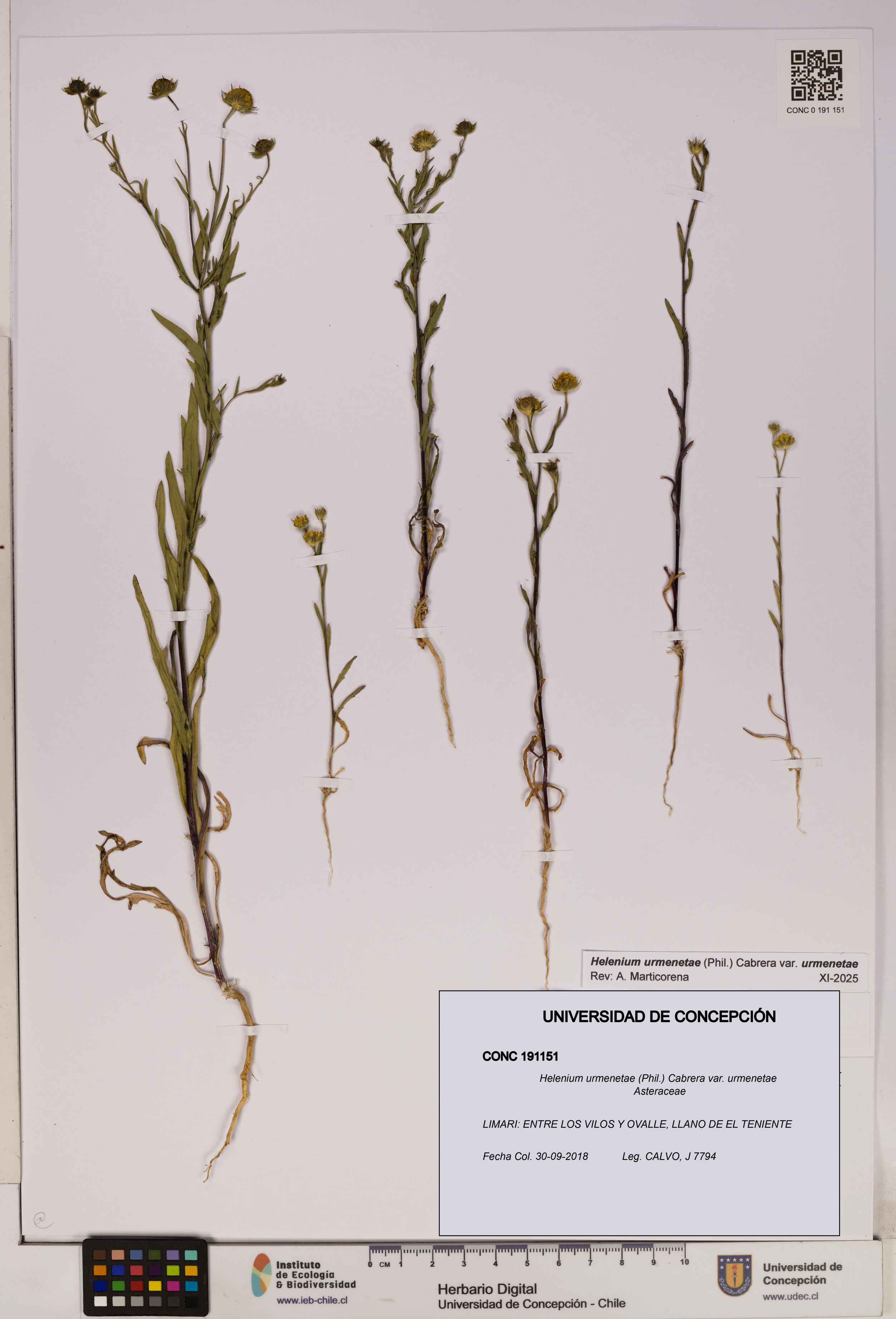 Helenium urmenetae var. urmenetae [Espécimen: UDEC:CONC:0191151]