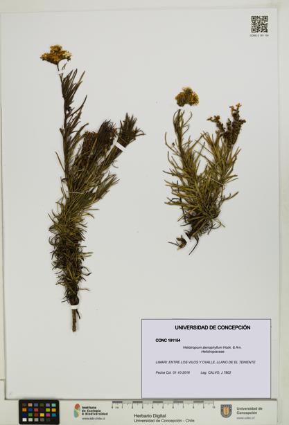 Heliotropium stenophyllum [Espécimen: UDEC:CONC:0191154]