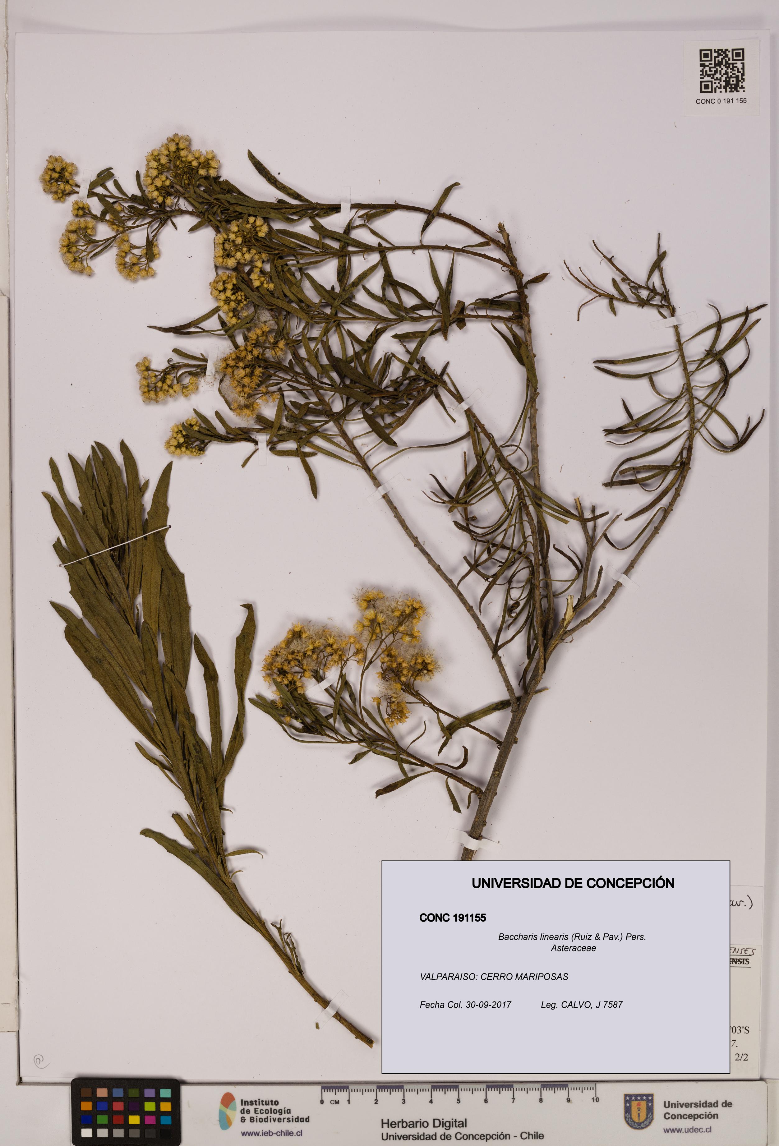 Baccharis linearis [Espécimen: UDEC:CONC:0191155]