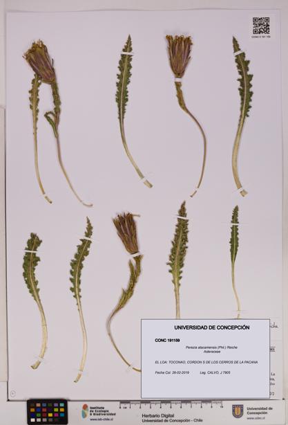 Perezia atacamensis [Espécimen: UDEC:CONC:0191159]