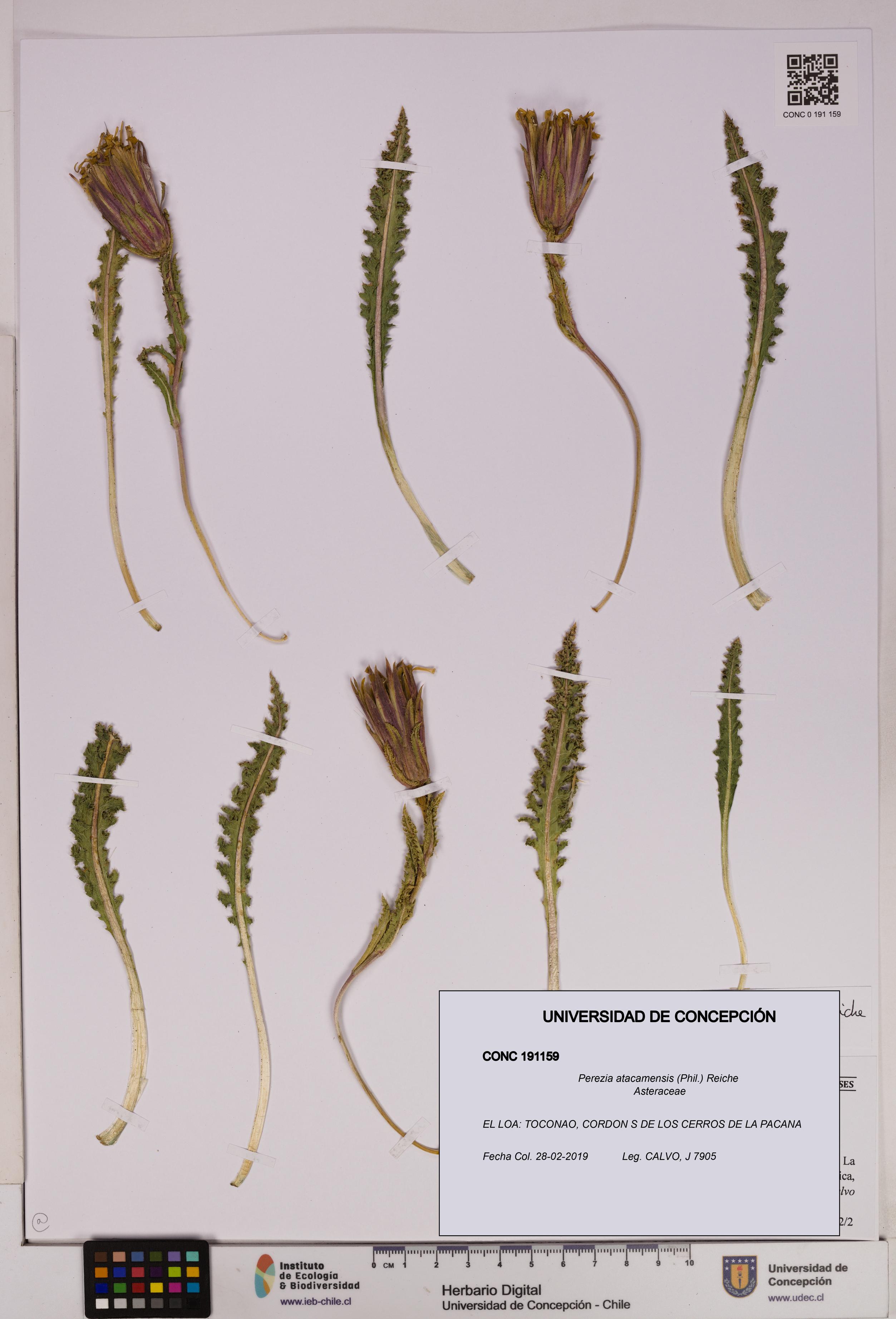 Perezia atacamensis [Espécimen: UDEC:CONC:0191159]
