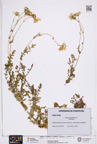 Senecio sinuatilobus [Espécimen: ]