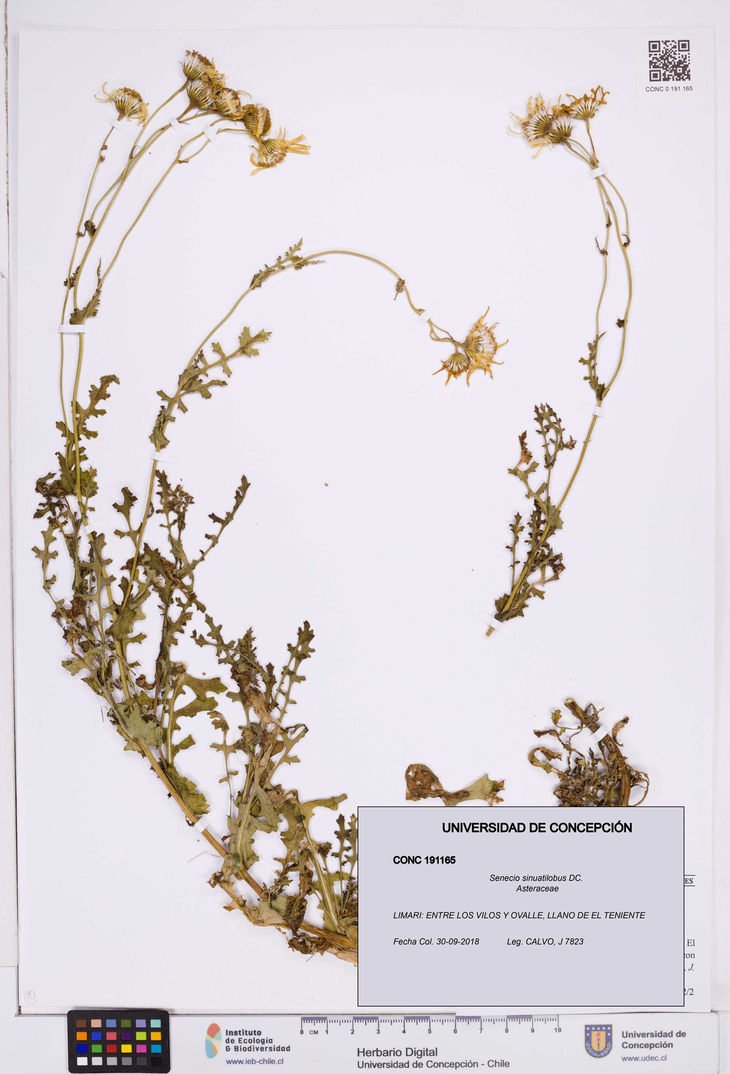 Senecio sinuatilobus [Espécimen: ]