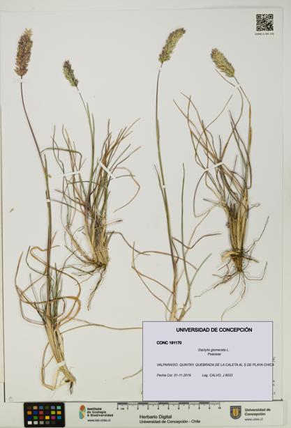 Dactylis glomerata [Espécimen: UDEC:CONC:0191170]