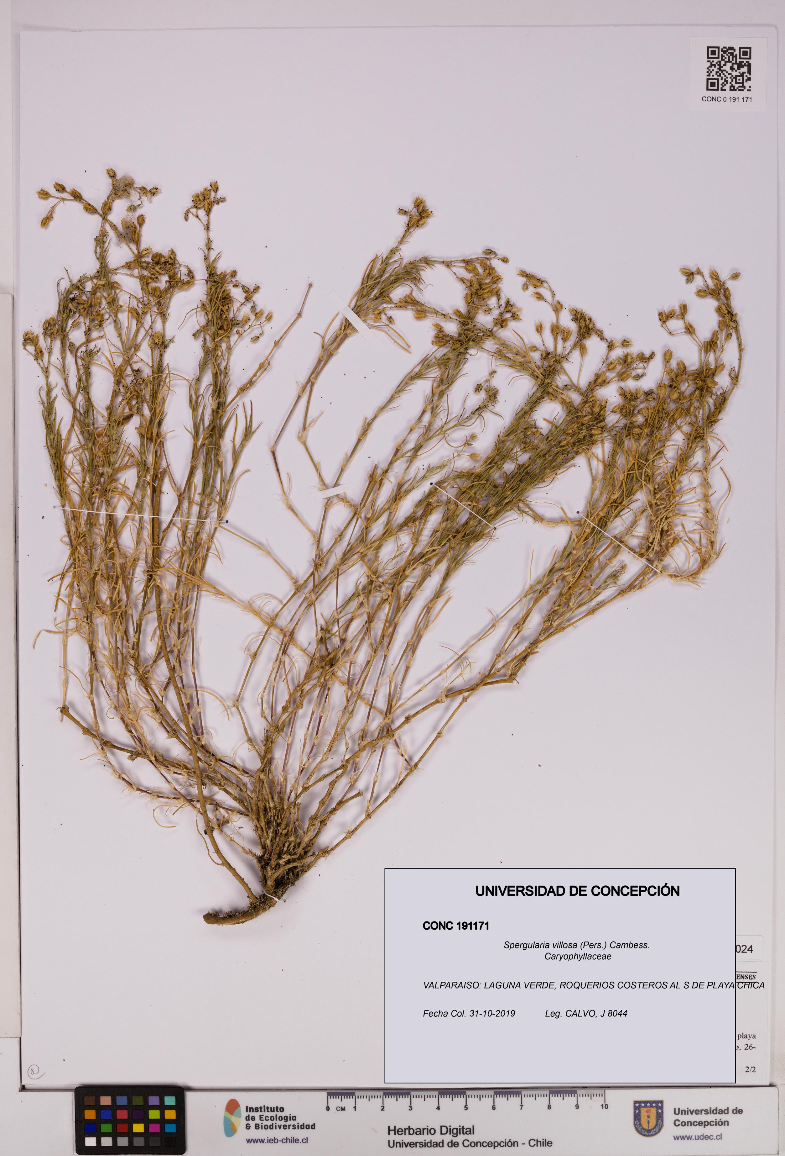 Spergularia villosa [Espécimen: UDEC:CONC:0191171]