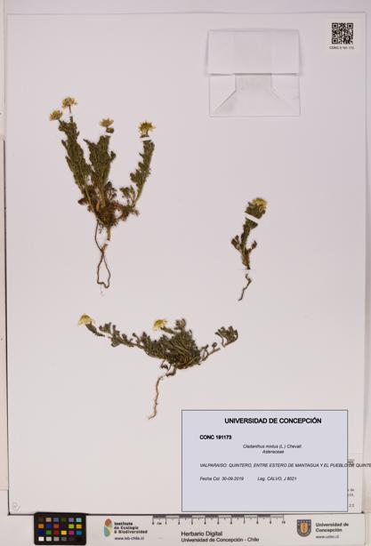 Cladanthus mixtus [Espécimen: UDEC:CONC:0191173]
