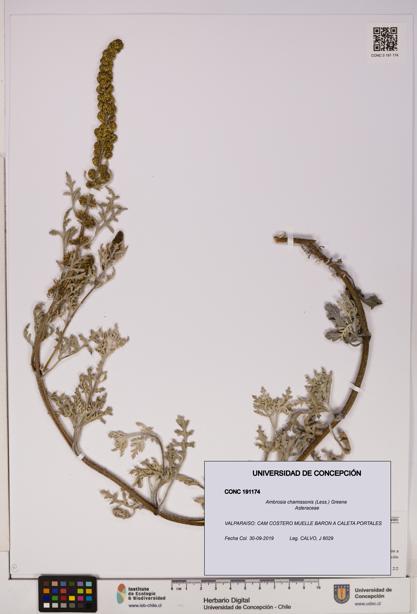 Ambrosia chamissonis [Espécimen: UDEC:CONC:0191174]