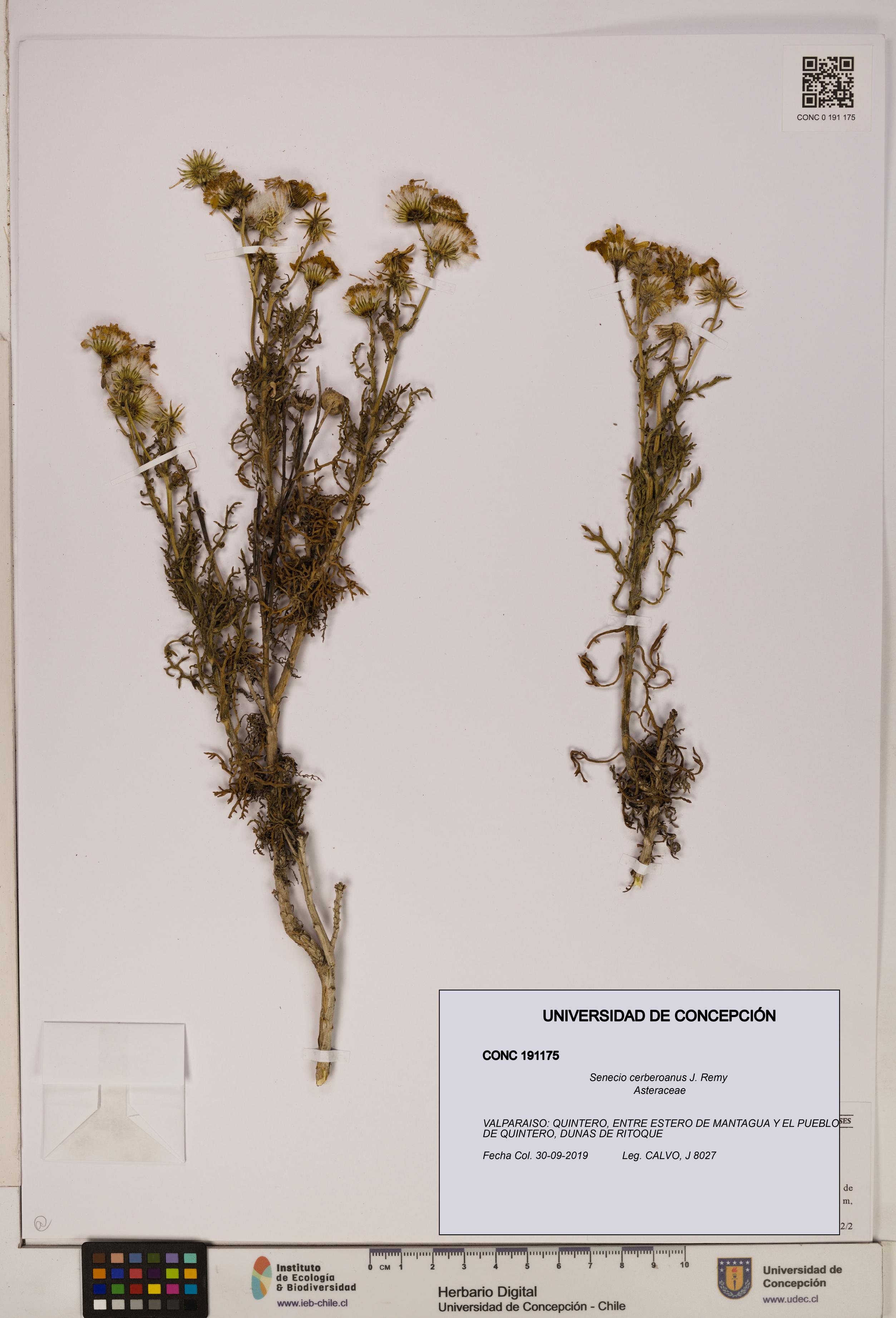Senecio cerberoanus [Espécimen: UDEC:CONC:0191175]