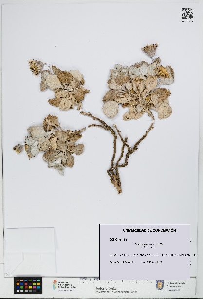 Urmenetea atacamensis [Espécimen: UDEC:CONC:0191178]