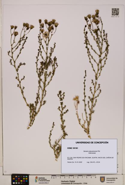 Senecio atacamensis [Espécimen: UDEC:CONC:0191181]