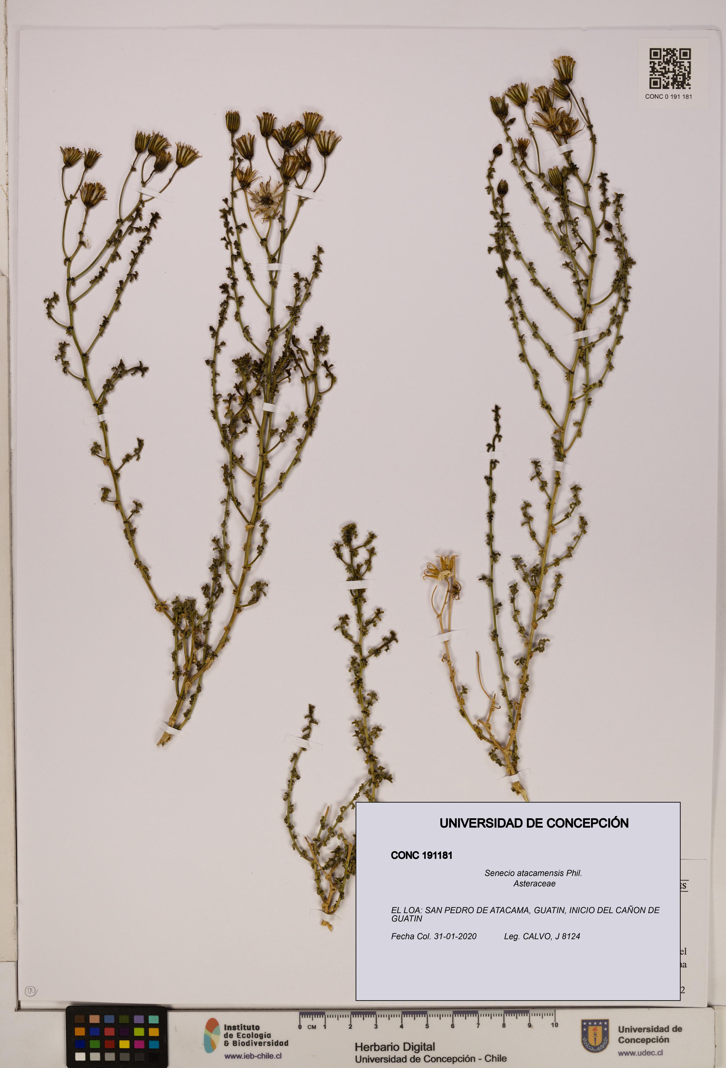 Senecio atacamensis [Espécimen: UDEC:CONC:0191181]