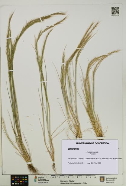 Festuca myuros [Espécimen: UDEC:CONC:0191182]