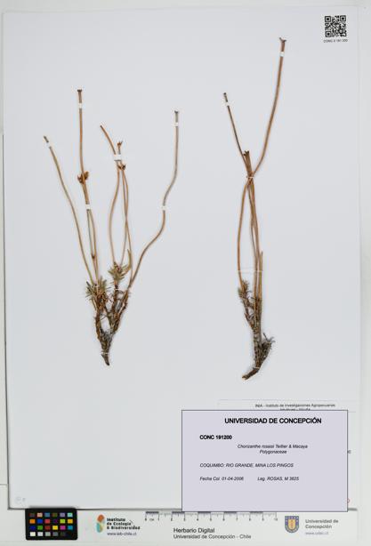 Chorizanthe rosasii [Espécimen: UDEC:CONC:0191200]