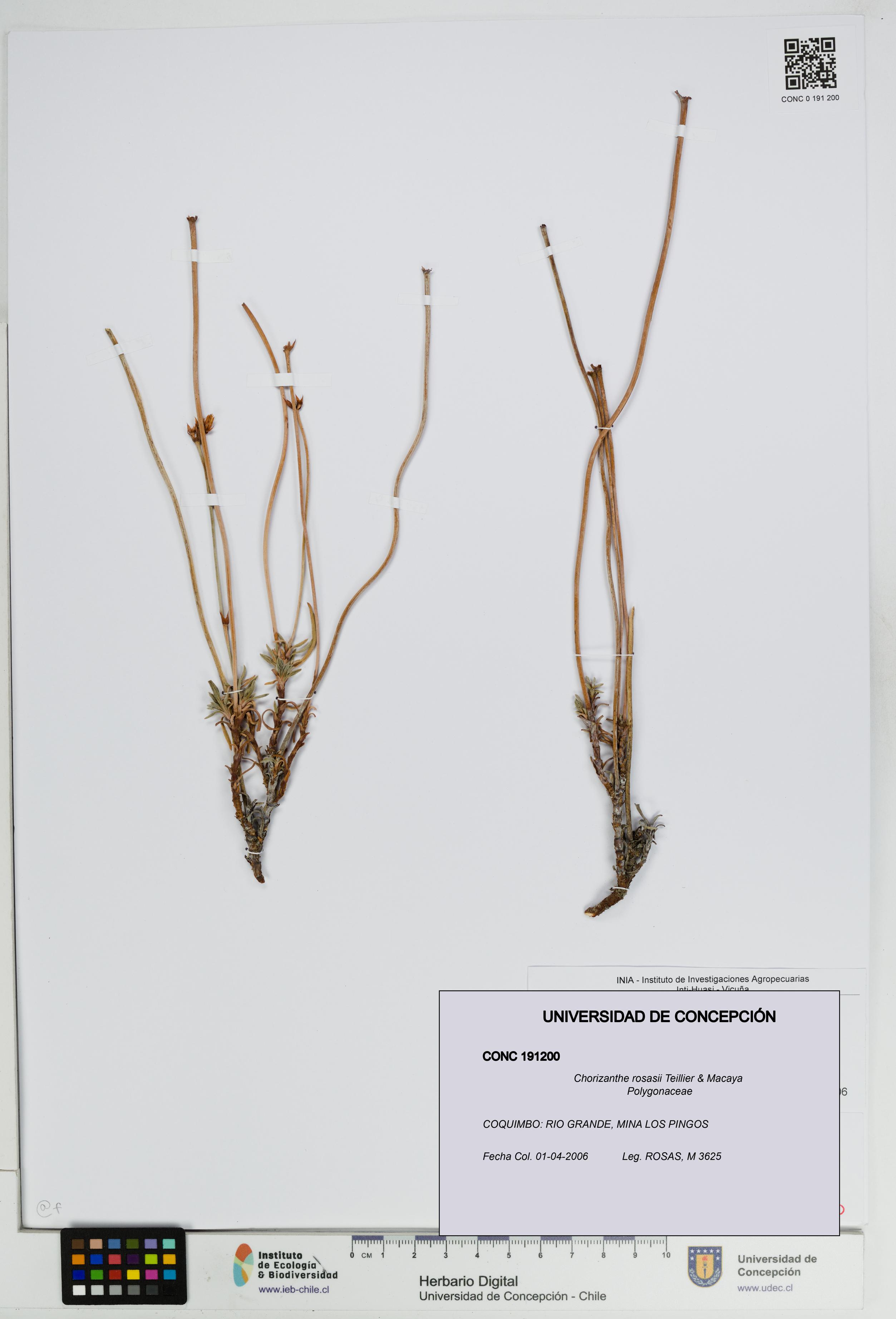 Chorizanthe rosasii [Espécimen: UDEC:CONC:0191200]