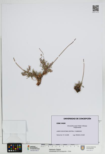 Chorizanthe rosasii [Espécimen: UDEC:CONC:0191201]